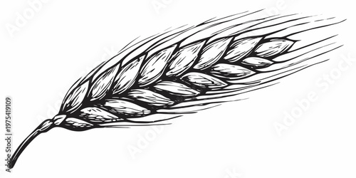 Detailed sketch of a single wheat stalk with visible grain kernels