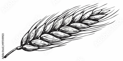 A detailed ink sketch depicts a single stalk of ripe wheat