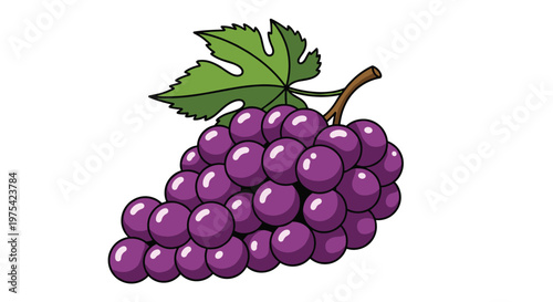 Large bunch of purple grapes with a fresh green leaf attached to the vine is illustrated for food, wine, or healthy snack concepts.