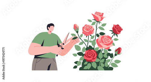 A man gardening and pruning a blooming rose bush. EPS Editable. Vector Illustrations.