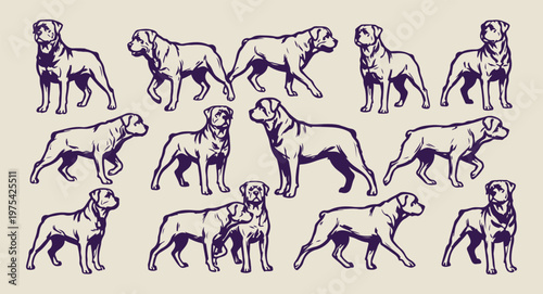 Dog breeds hand drawn illustration set, vintage pet sketches and doodles, canine variety animal graphics, hand drawn labrador and retriever icons, realistic dog breed line art, pet shop and veterinary
