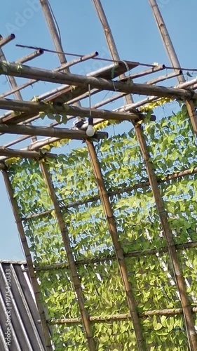 Bamboo trellis supporting climbing plants with dense green foliage