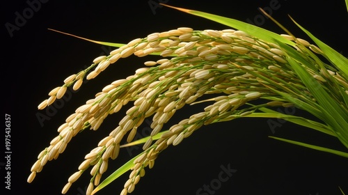 Clean composition showing a mature rice panicle with husks intact, fresh green leaf with visible fibers, all placed diagonally for balance