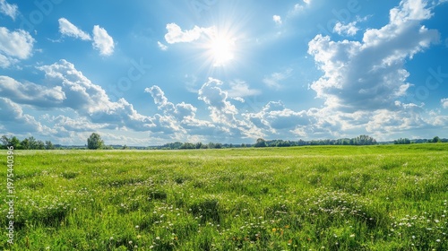 Wide panoramic view of lush grassy field under sunny summer sky, scattered wildflowers and fluffy white clouds