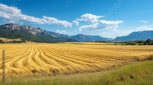 High-resolution rural landscape with wind-swept wheat field partially mown, visible cutting lines leading to the edge of the field with mountains beyond