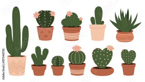Diverse collection of potted cacti and succulent plants in various shapes and sizes arranged neatly on a white background.