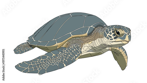 Beautiful illustration of a green sea turtle swimming with its flippers extended, showing intricate patterns on its shell and skin.
