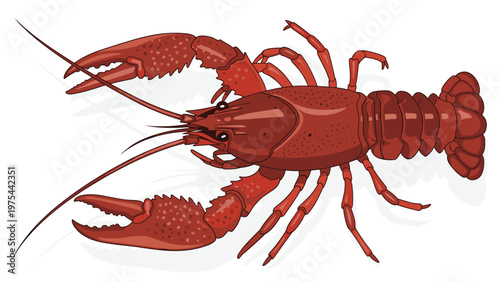 Detailed illustration of a red crayfish lobster on a white background, highlighting its claws, antennae, and segmented body structure.