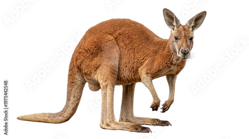 Canvas Print A majestic red kangaroo standing tall and observant on a transparent background, captured in exquisite detail