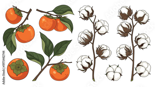 Collection of botanical illustrations featuring ripe orange persimmons on branches and fluffy white cotton plant stems with leaves.