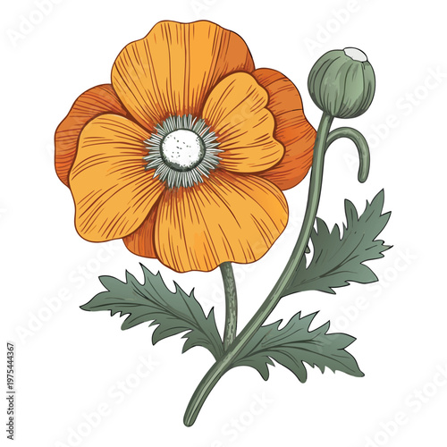 A vibrant orange poppy flower illustration with a budding companion