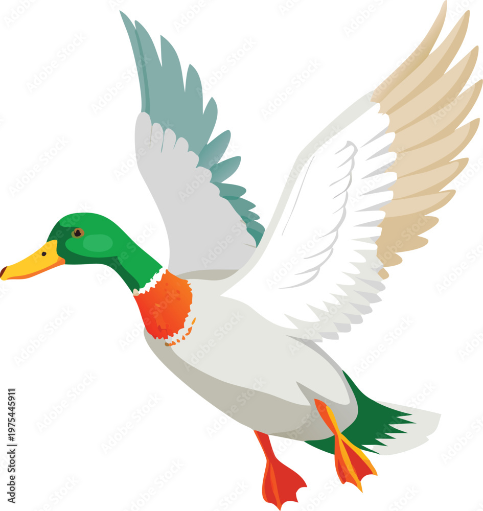 Fototapeta premium A mallard duck in mid flight with wings fully extended