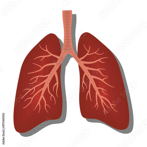 Human Lungs Anatomy Illustration with Bronchial Tubes and Respiratory System Structure on White Background.