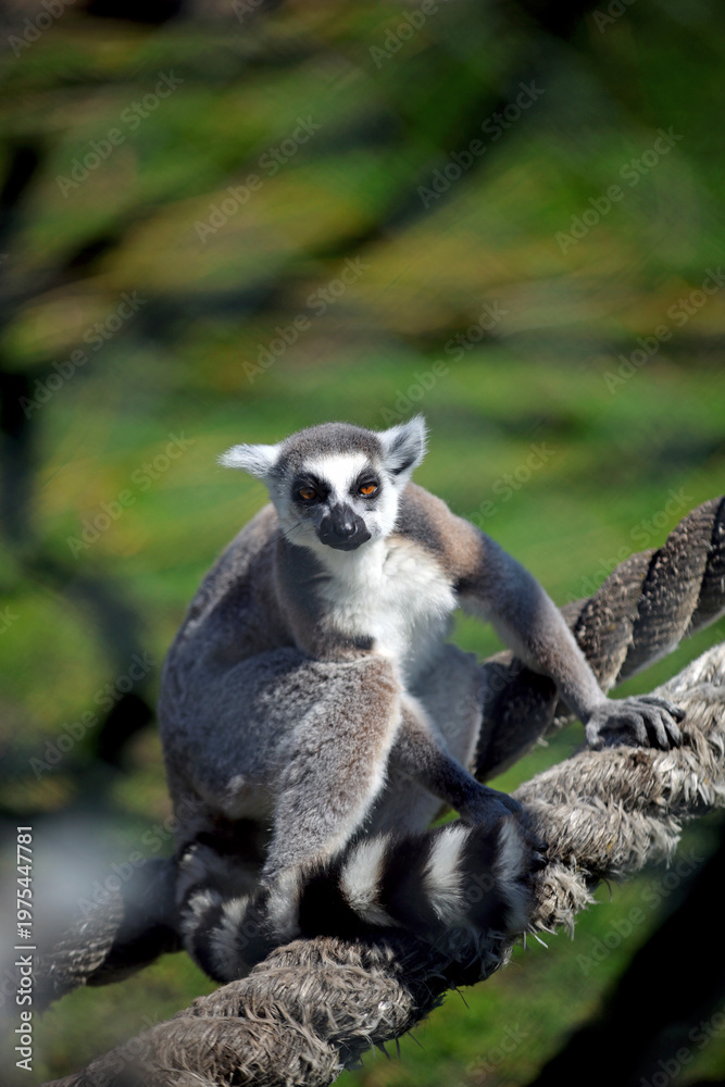 Fototapeta premium Ring tailed lemur at the zoo