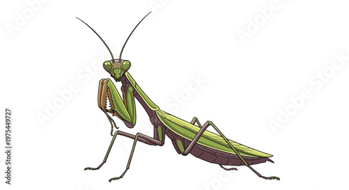 Detailed color illustration of a green praying mantis insect showing its unique body structure and large eyes against a white background.