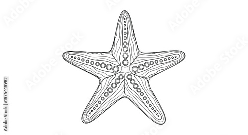 Detailed line drawing of a five pointed starfish showing the intricate textures and patterns on its surface for marine life studies.