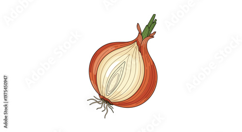 Halved red onion showing its internal concentric layers and roots in a detailed colored drawing for culinary and food concepts.