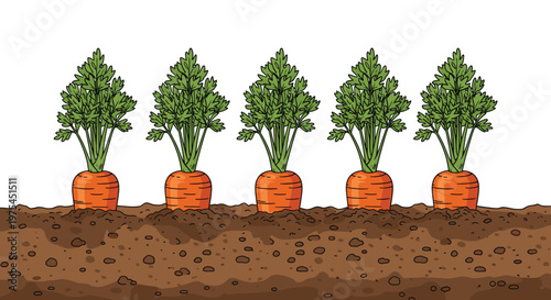 Row of five orange carrots growing in a patch of dark brown soil with their green leafy tops visible above ground.