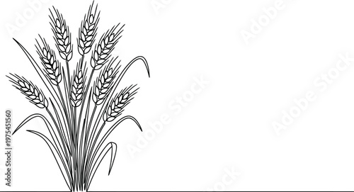 Detailed black and white sketch of a wheat stalk bundle on a white background