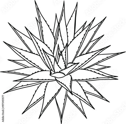 Detailed outline illustration of a spiky succulent plant on a white background