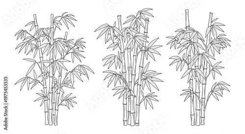 Trio of detailed bamboo plant sketches shows clusters of stalks and leaves in a clean black and white line art style.
