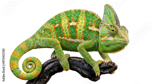 фотографія Captivating photograph of a colorful Veiled Chameleon perched on a branch, isolated on a transparent background