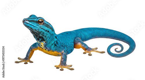 Striking blue day gecko, Lygodactylus williamsi, captured in a detailed photograph on transparent background.