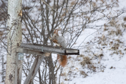 Squirrel on a bird feeder in the winter. Eurasian red squirrel, Sciurus vulgaris