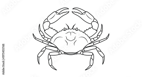 Detailed crab outline illustration showing its shell claws and legs for marine life and seafood themed designs.