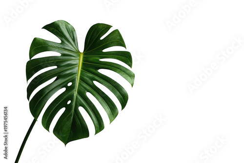Monstera deliciosa leaf on a transparent background, tropical plant with split leaves representing nature and growth