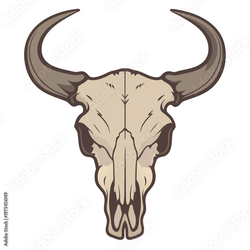 Illustration of a bison skull with large curved horns displayed