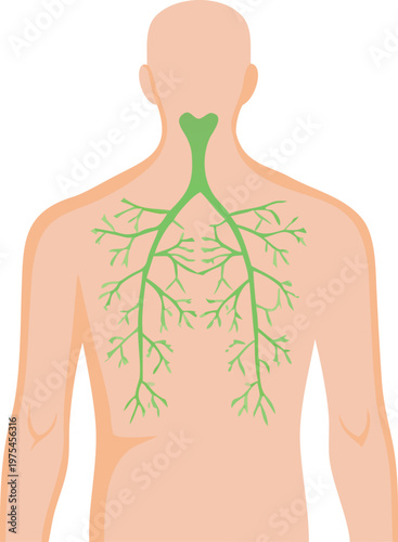 Illustration of the human lymphatic system on a back view