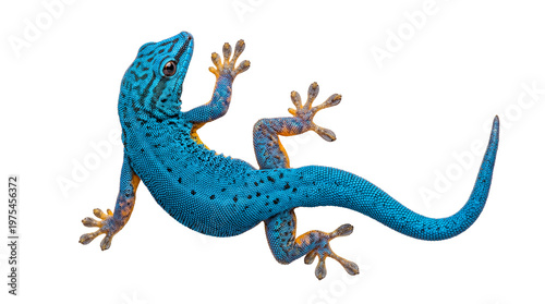 Cuadro en lienzo Dynamic photograph of a blue day gecko, Lygodactylus williamsi, in action, isolated on transparent background