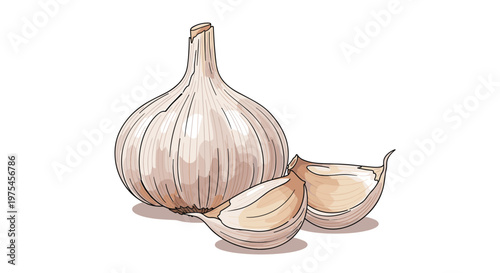 Whole bulb of white garlic accompanied by two individual peeled cloves shown in a detailed and realistic illustration.