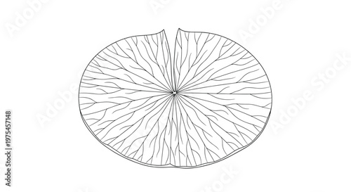 Large round lily pad leaf floating on water with radiating veins shown in a detailed black and white line art style.
