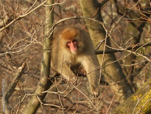 白神山地のニホンザル