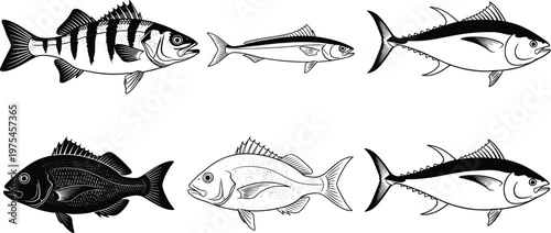Fish illustration set with different marine species detailed hand drawn sketch style seafood vector collection isolated on white background