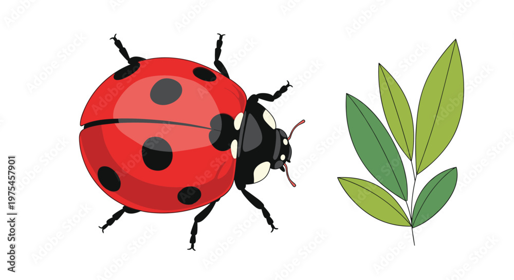 Fototapeta premium Vibrant red ladybug with black spots shown next to green leaves in a cheerful nature and garden themed illustration for education.