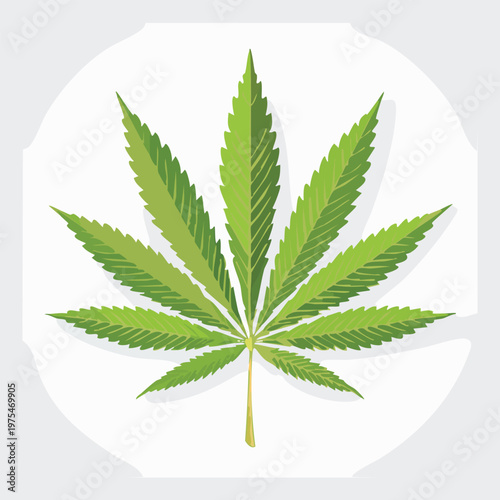 Green cannabis leaf illustration on white background medical or botanical concept