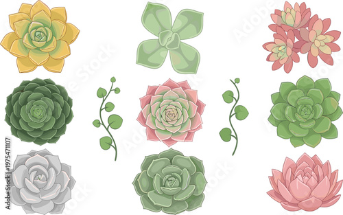 Succulent Plant Collection with Various Cactus and Rosette Shapes for Botanical Garden Design Natural Greenery Decoration and Floral Illustration Set