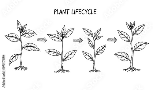 A vector graphic illustration of the plant lifecycle showing four stages of growth from seedling to maturity