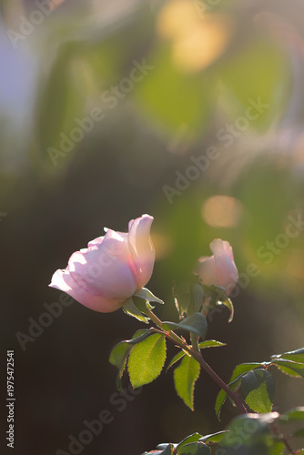 Delicate pink rose blooming in spring sunlight