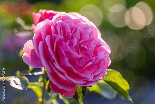 Delicate pink rose blooming in soft sunlight (close-up)
