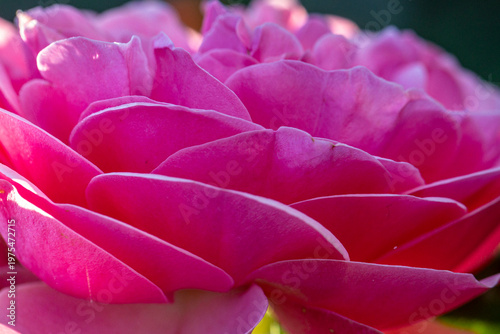 Delicate pink rose blooming in soft sunlight (close-up)