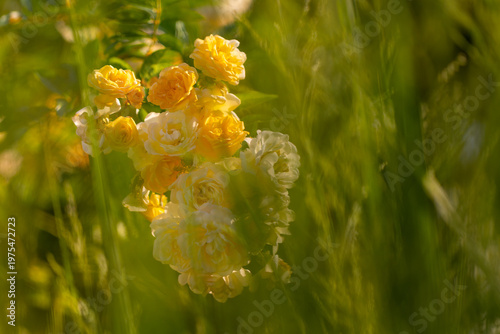 Yellow roses blooming in spring garden sunlight