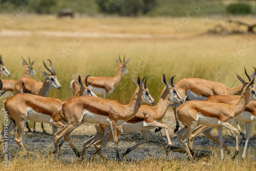 A herd of springbok running next to a waterhole, Kgalagadi transfrontier Park