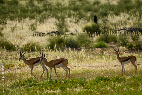 Tree springbok in the Kgalagadi transfrontier Park