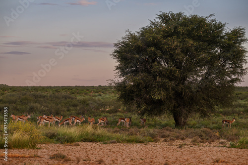 A herd of springbok next to a camel thorn tree, Kgalagadi transfrontier Park