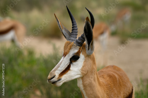Closeup of a springbok, Kgalagadi Transfrontier Park