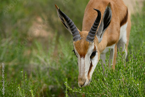 Closeup of a springbok, Kgalagadi Transfrontier Park